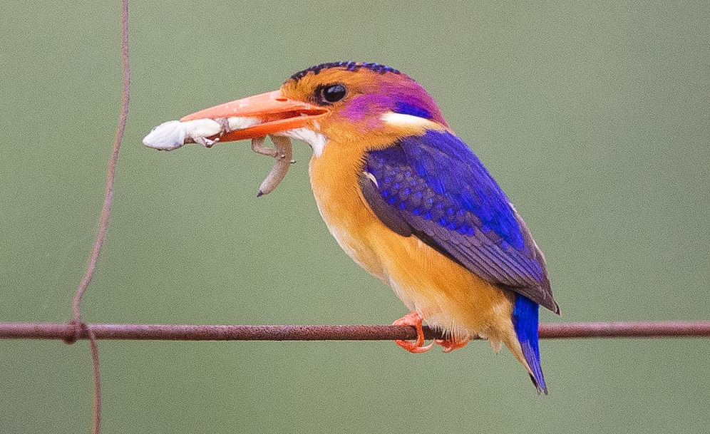African Pygmy Kingfisher